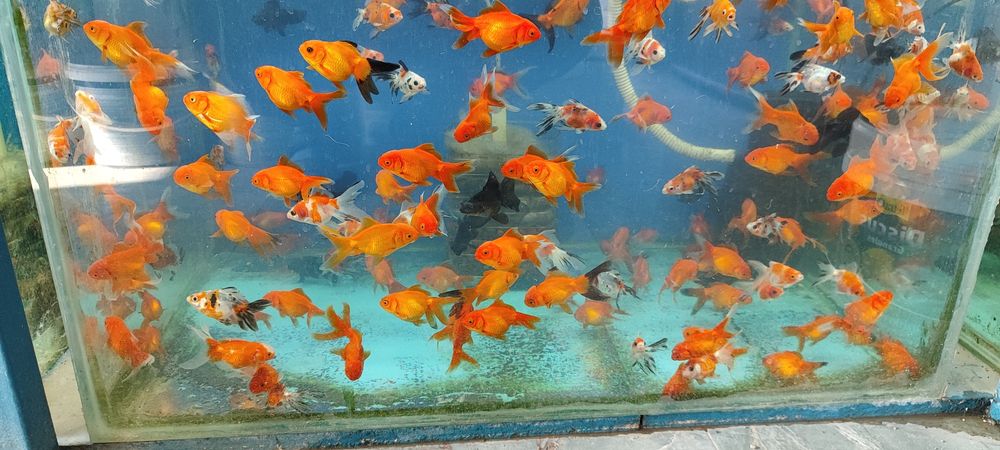 Аквариум балыктары сатылады