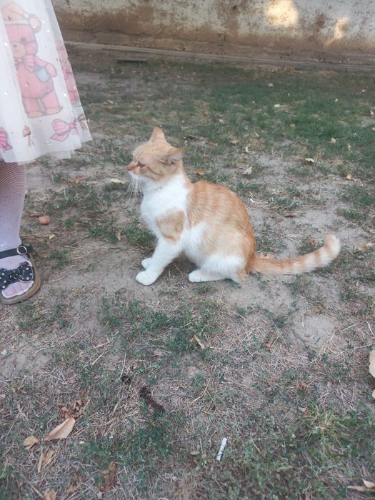 Отдам только хорошие руки кот персидский хороший