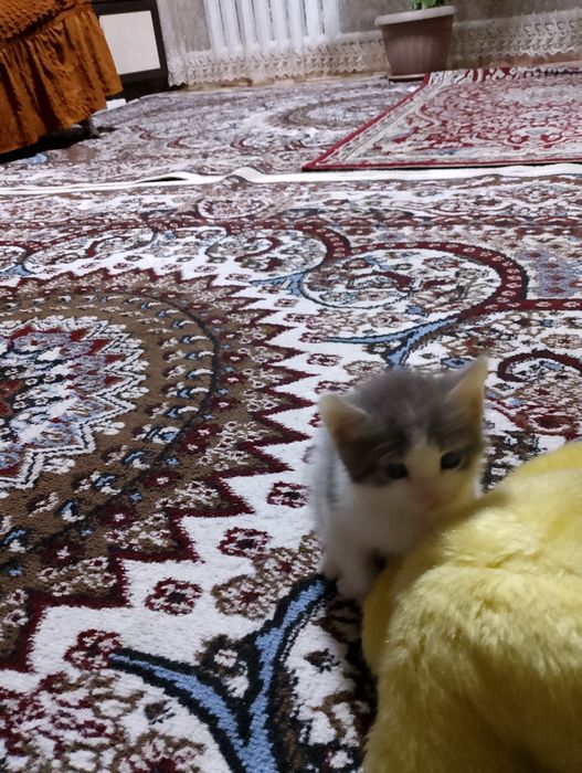Котят в добрые руки