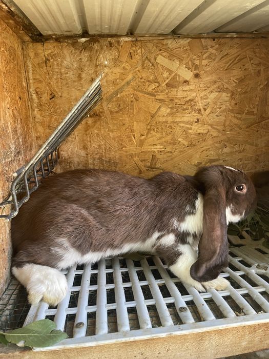 Iepuri berbec german