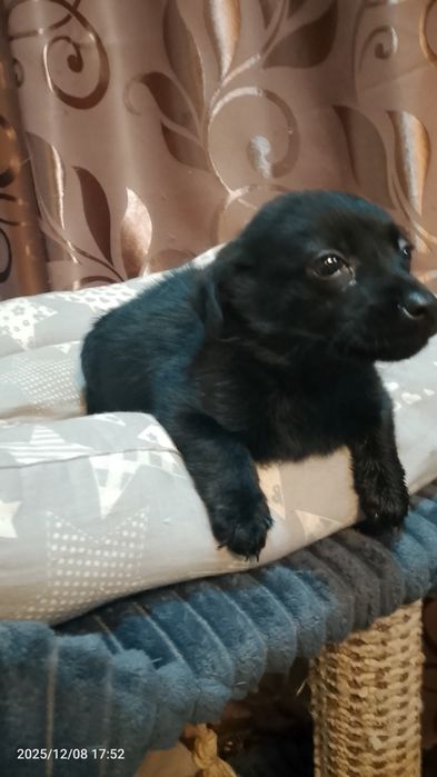 Отдам собачку в добрые руки