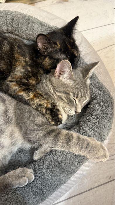 2 котенка мальчик и девочка