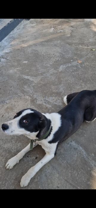 Собака собака собака