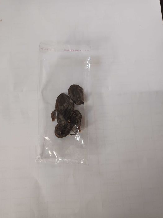 Амарилис семе от Нидерландия