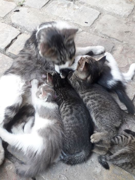 Отдам в хорошие руки