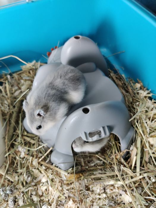 Hamsteri pitici siberieni