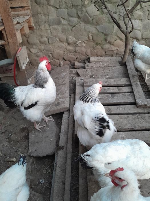 Oua pentru incubat Sussex