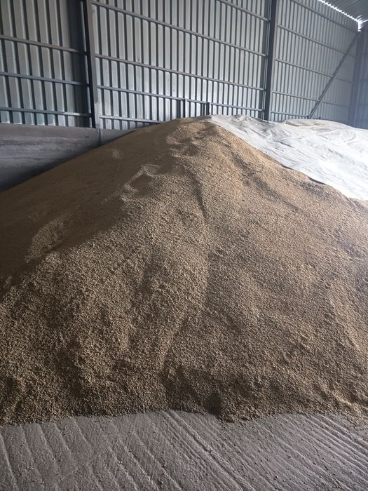 Orzoaică primăvară