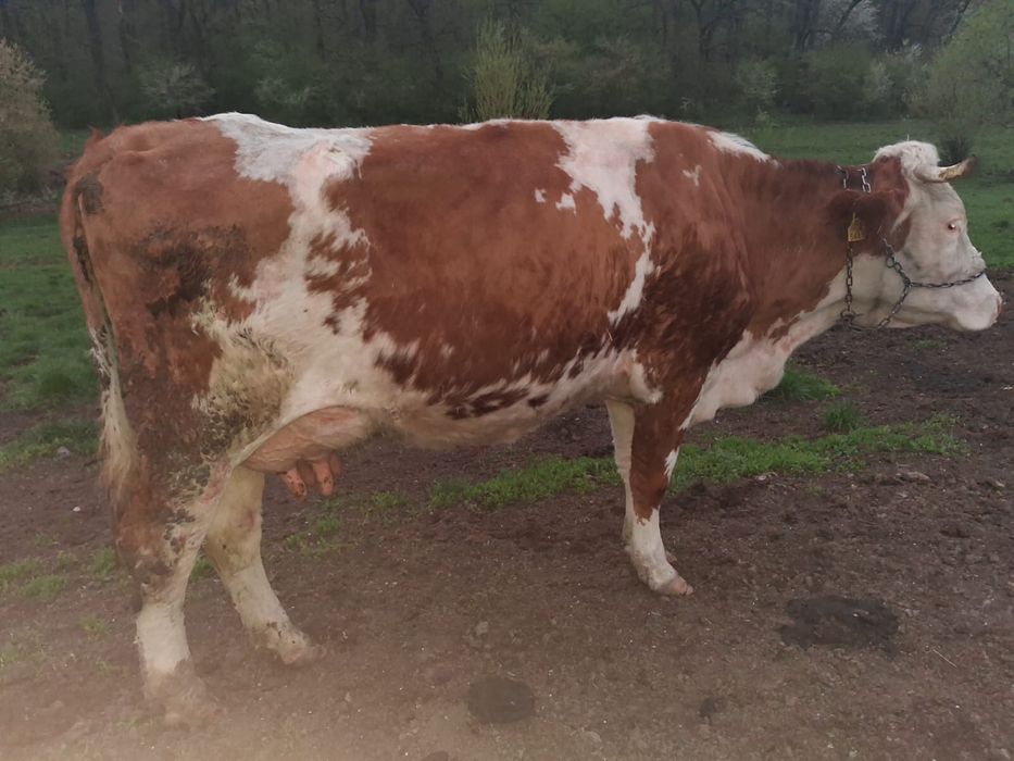 Vand vaci fatate si gestante