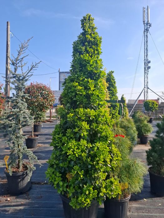 Plante ornamentale decorative asiguram livrare și plantare