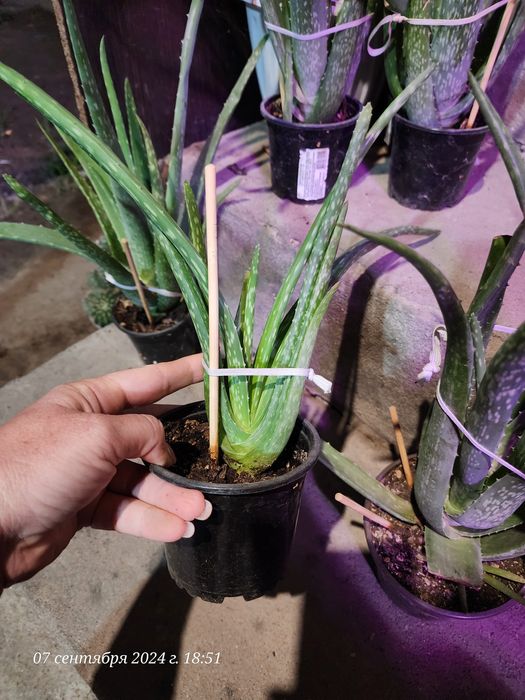 Продам Алоэ Вера 5 лет