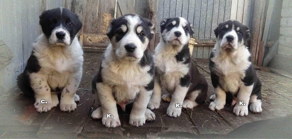 Щенки алабая Супертяжи