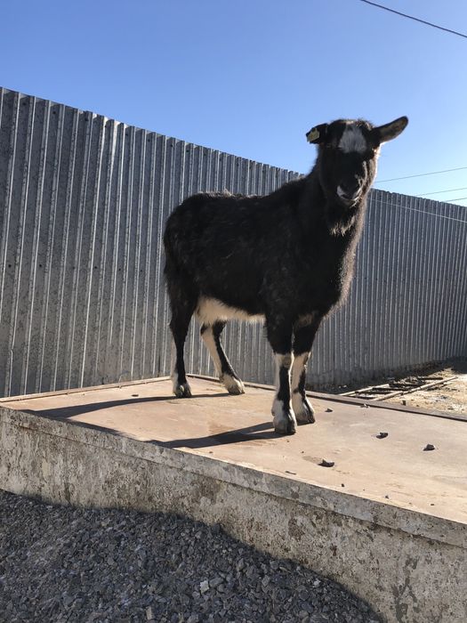 Занен/Альпы буаз ешкі сатылады