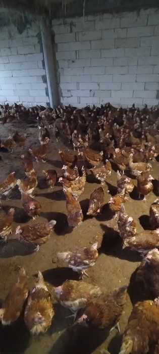 Puicuțe sănătoase de 11 luni - Livrare direct la poartă