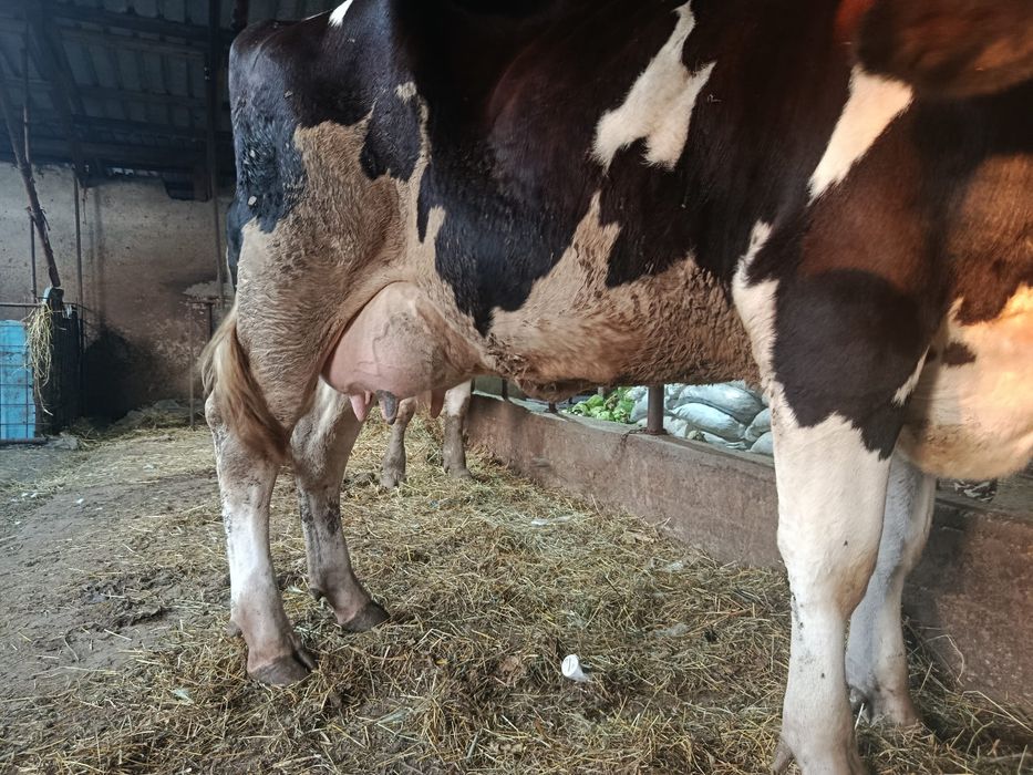 Vând vaca Holstein la prima fatare
