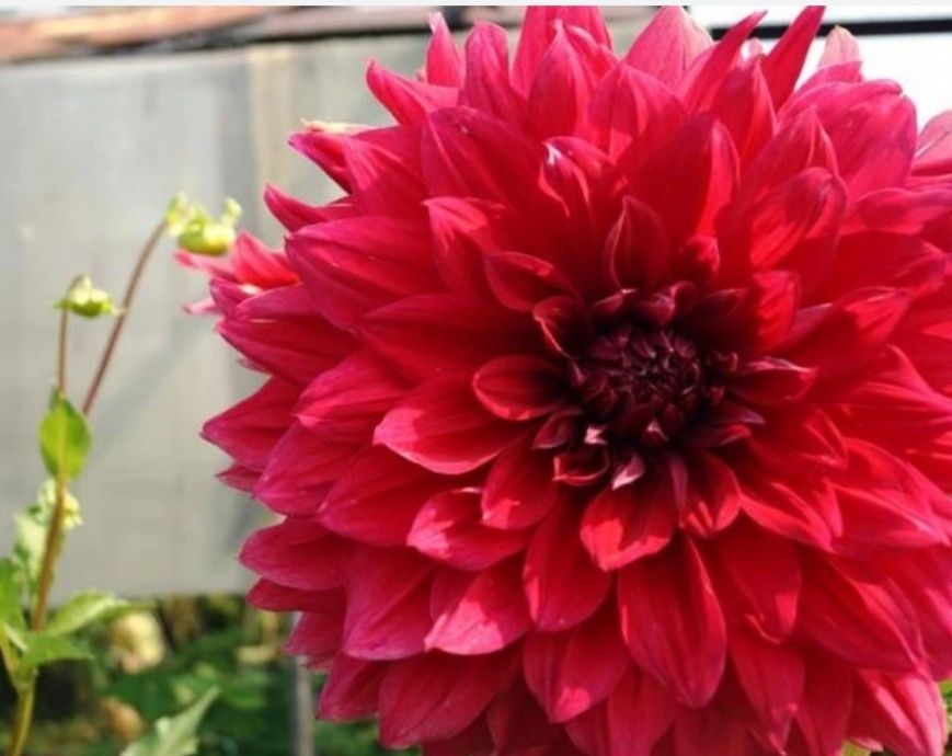 Георгины, клубни цветов