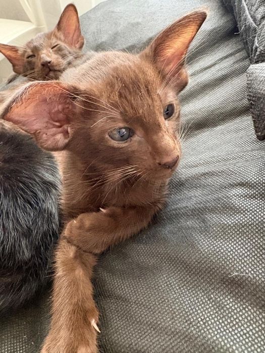 Продам котят Ориенталов