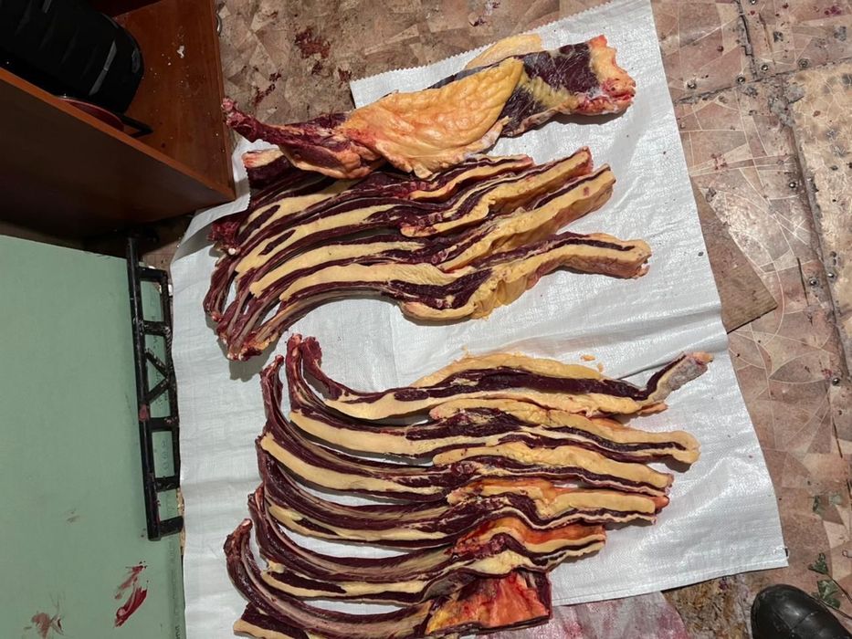 Продам соғым, байтал