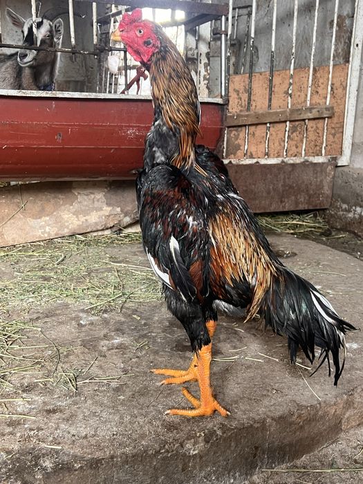 Даканг тухумлари сотилади