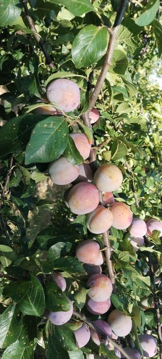 Prune pentru țuică  - de vanzare