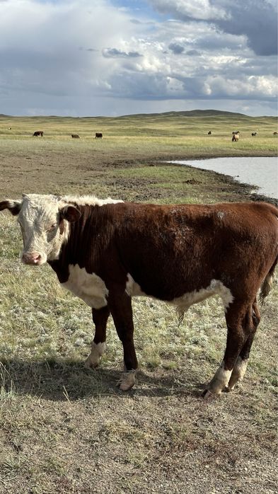 Подсос бұқалар акбас