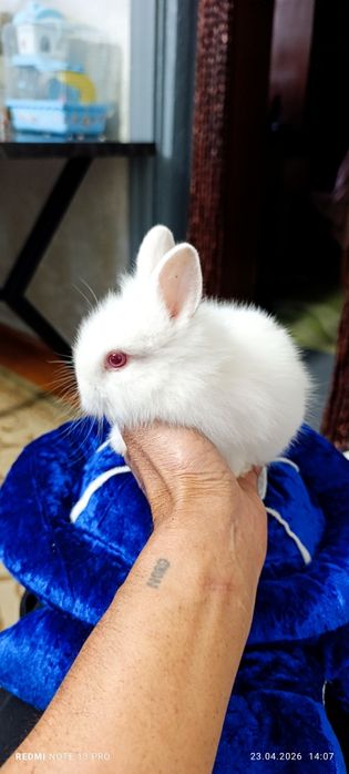 Декоративные кролики