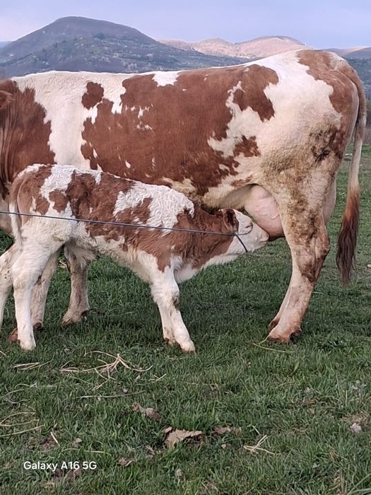 Vând vaca bălțată românească la a3a fătare are tăuraș