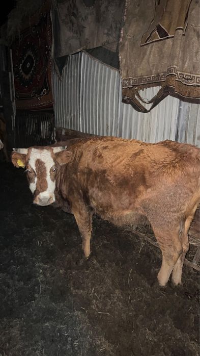 Сиыр сатылады 2.5 жасар, бағасы келісімді