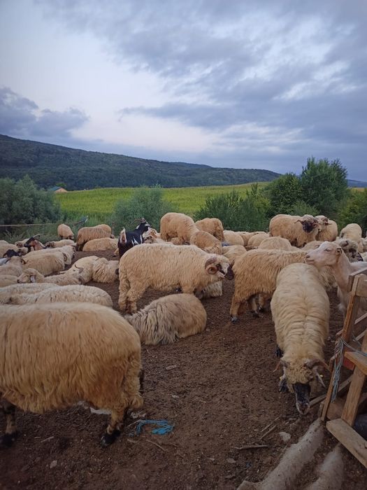 Animale  Berbeci