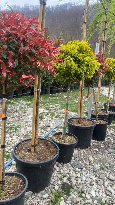 Plante Ornamentale de Diferite Dimensiuni