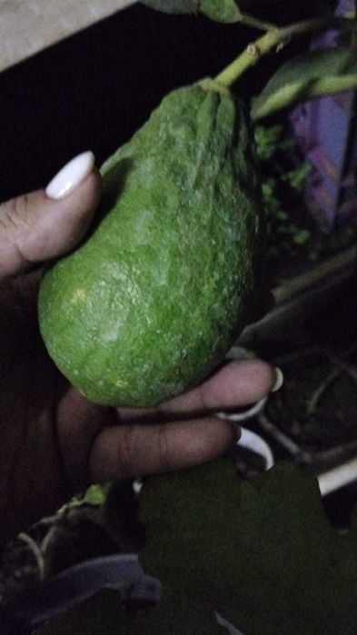 Лимоны, мандарины, апельсины с плодами цветущие