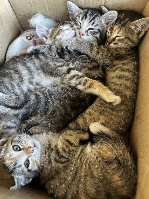 Котята в хорошие руки