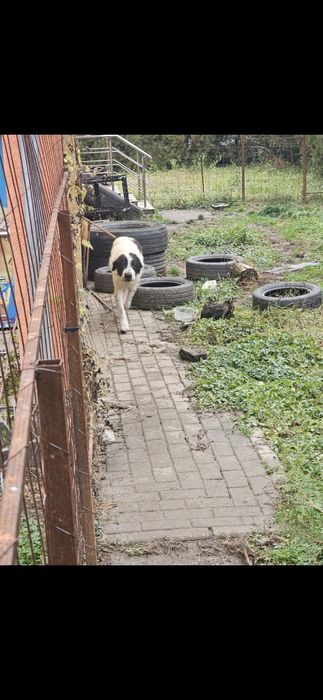 Donez ciobănesc de Bucovina.