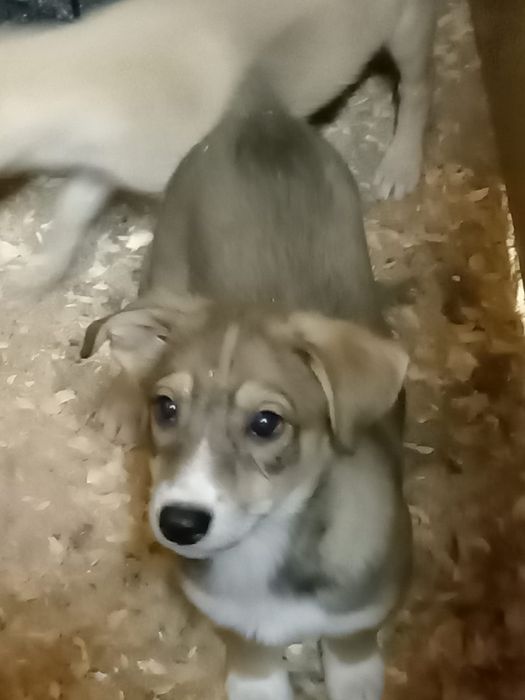 Отдам в добрые руки