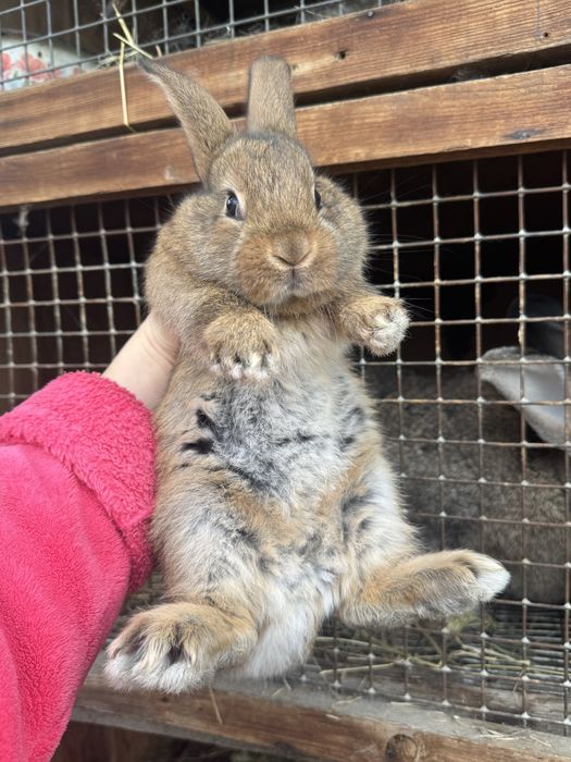 1.5 месячные крольчата