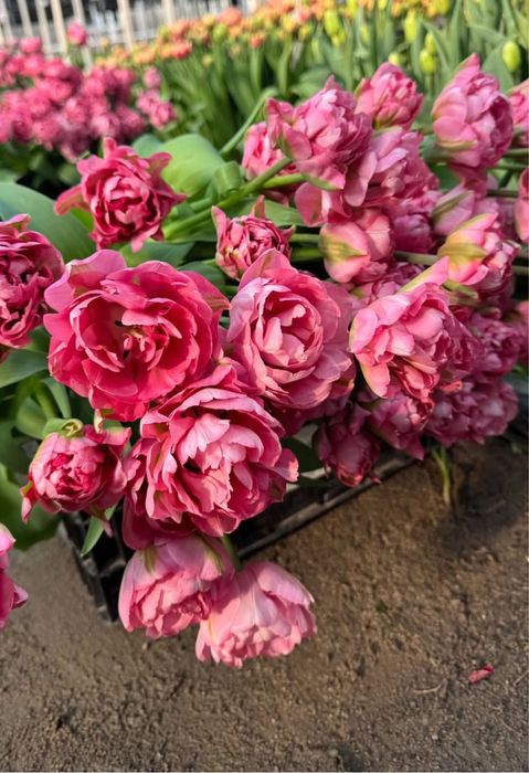 Тюльпаны пионовидные