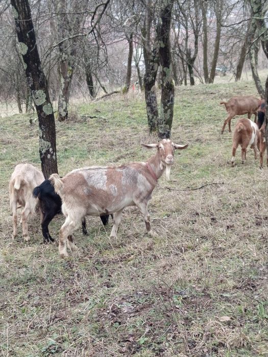 Vând două capre superbe