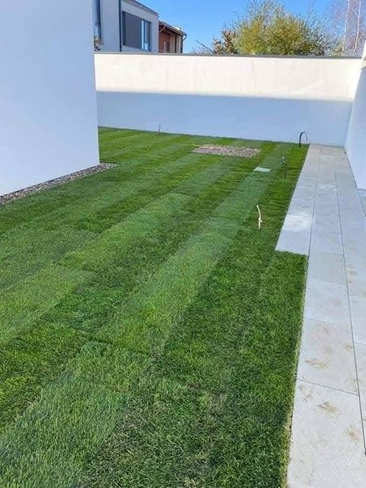 Tuia leylandii super oferta