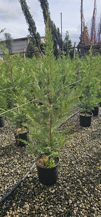 Cupressocyparis leylandii ( ideal pentru gard viu)