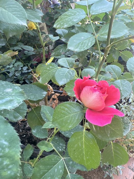 Продам розы в горшках