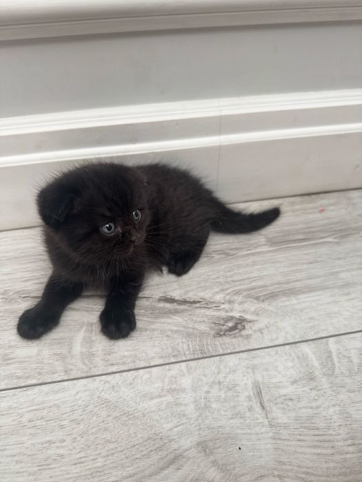 Продам котят шотландские