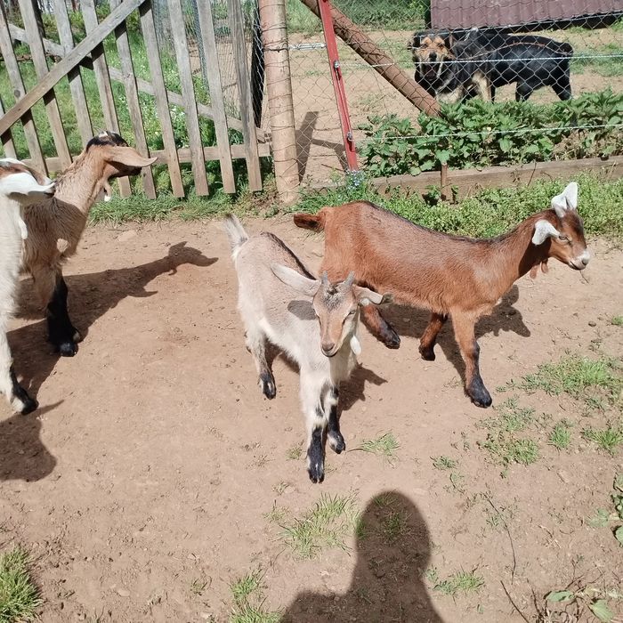 Vând doua iede e