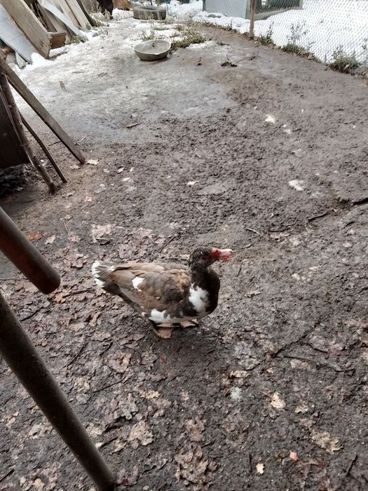 Продаются индоутки