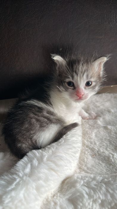 Домашно Котенце с Доставка