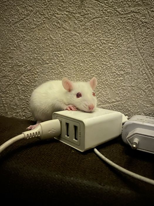 Крысенок мальчик  2 мес