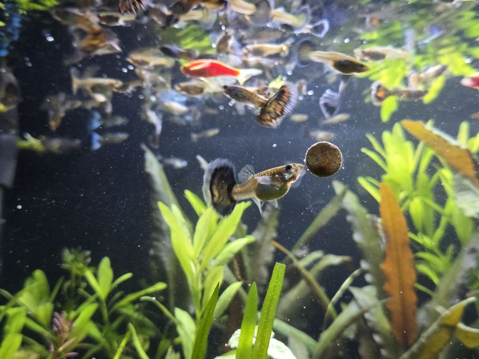 Pesti Acvariu / Guppy si Creveti