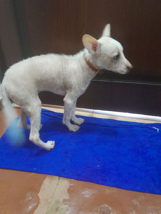 Пристраивается в хорошие руки