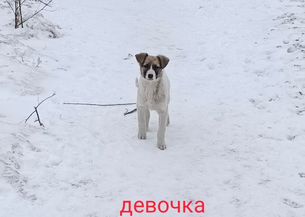 Отдам щенка в добрые руки