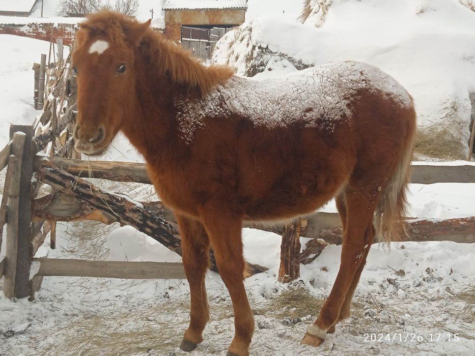 Продам жеребчика 1 год