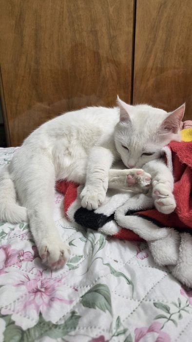 Отдам кошку (взрослую)